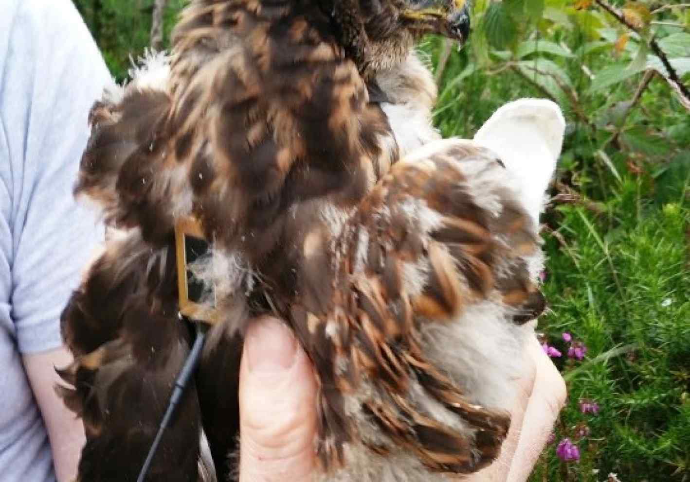 Juv harrier sat tagged in Mullaghareirks, Co. Kerry, July 2016