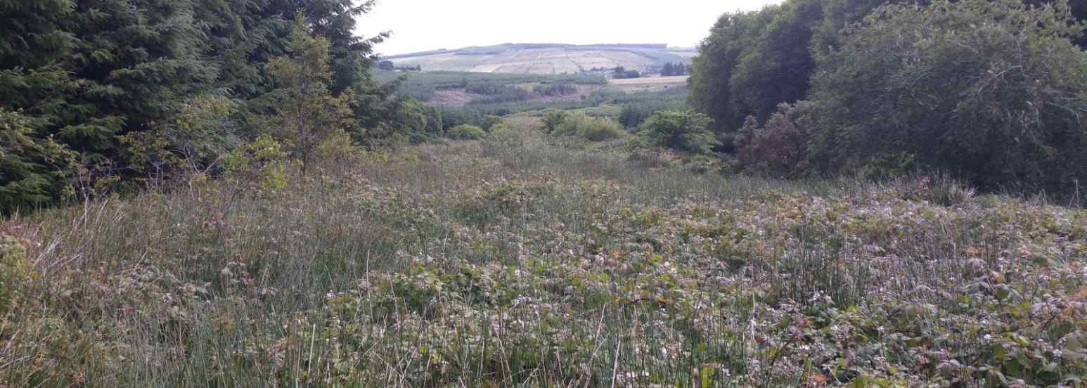 Nest site in dense bramble/rush in forest ride, Mullaghareirks, July 2016