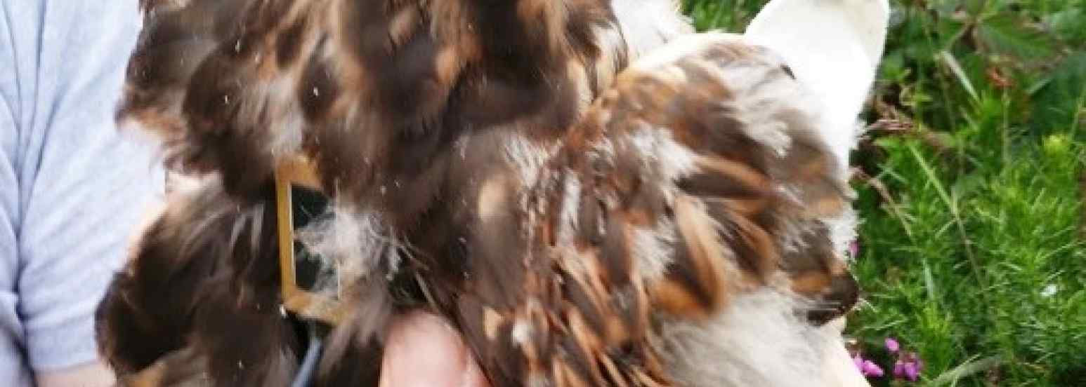 Juv harrier sat tagged in Mullaghareirks, Co. Kerry, July 2016