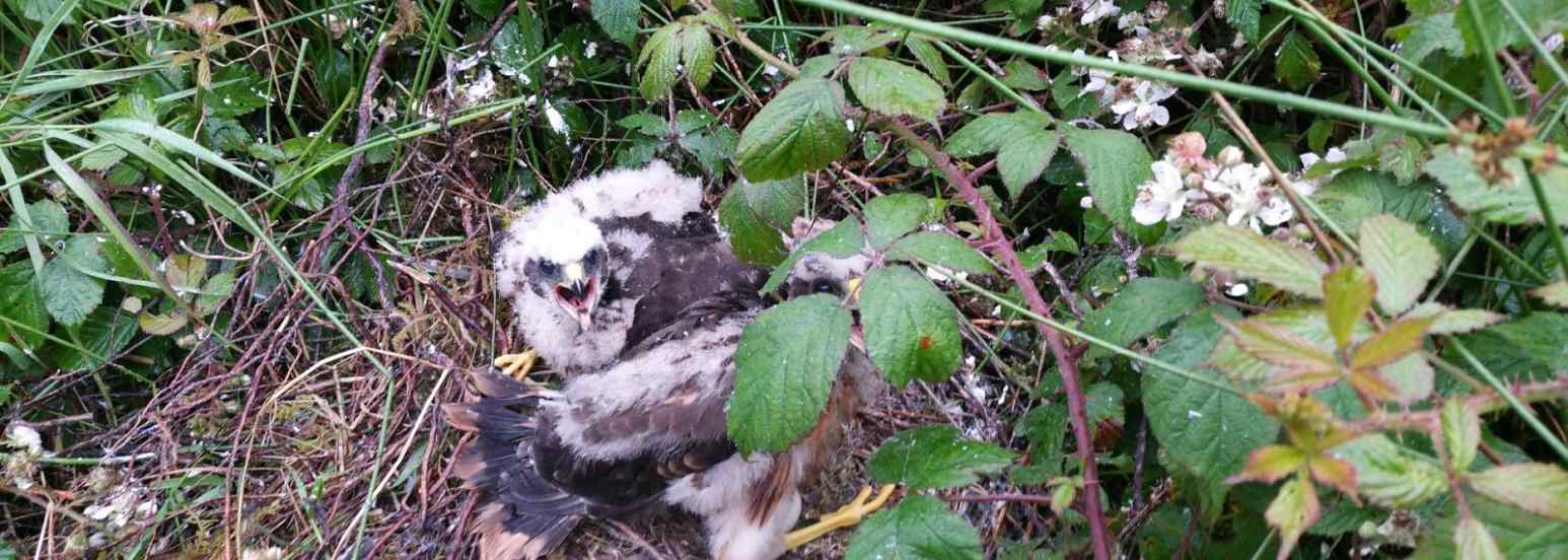 Nest site in Mullaghareirks, July 2016