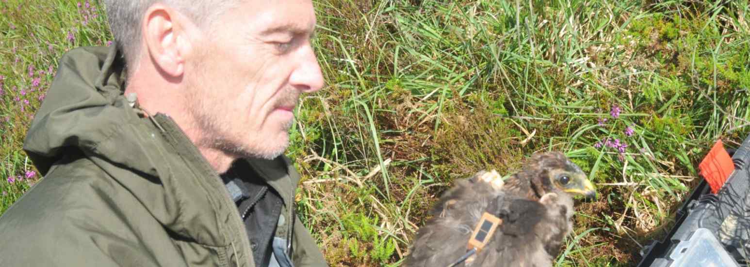 Stephen Murphy with 1st sat tagged harrier in the Ballyhouras