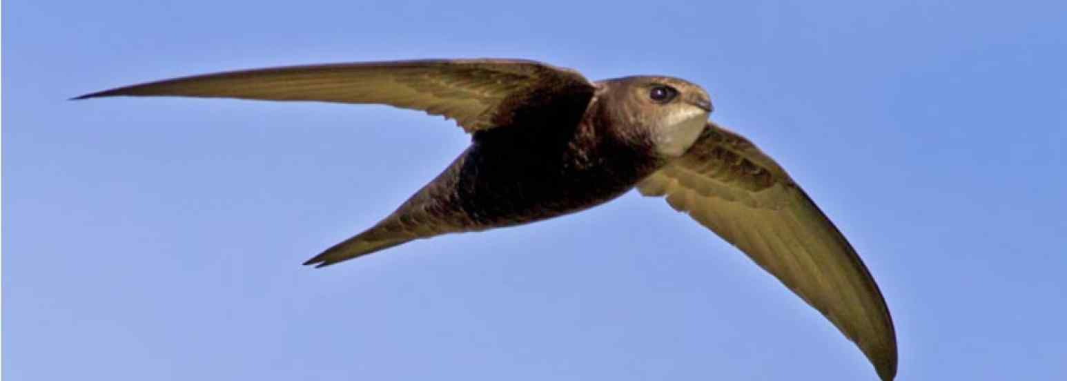 Common swift