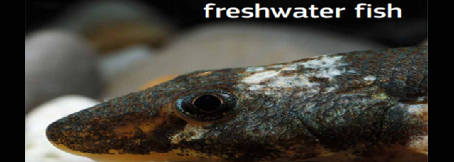 Freshwater Fish Report 