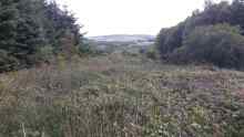 Nest site in dense bramble/rush in forest ride, Mullaghareirks, July 2016