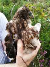 Juv harrier sat tagged in Mullaghareirks, Co. Kerry, July 2016