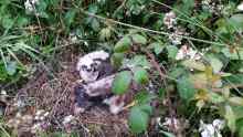 Nest site in Mullaghareirks, July 2016