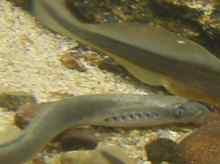 Brook Lamprey