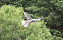 Male Hen Harrier