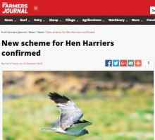 Hen Harrier