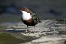 Dipper