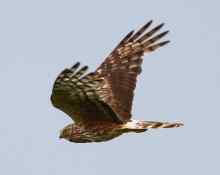 Hen Harrier