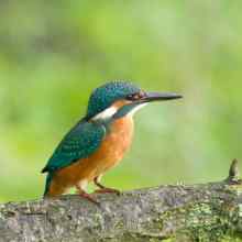 Kingfisher
