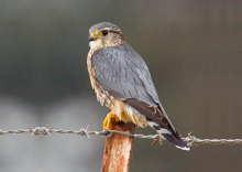Merlin