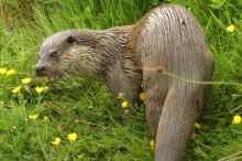Otter