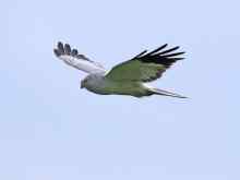 Male Hen Harrier