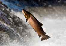 Atlantic Salmon
